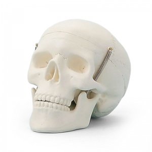 3-Part Miniature Model Skull